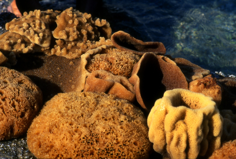 DODECANESE-KALYMNOS©CLAIRY MOUSTAFELLOUPothia ,sea sponges